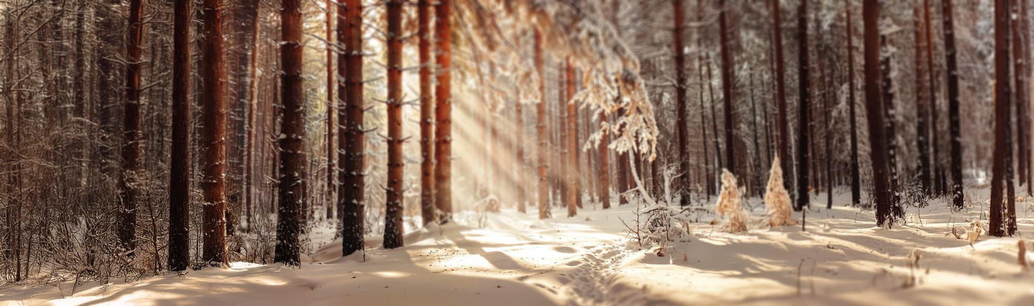 banner bg jan 2025 min